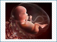 Pregnancy Stages